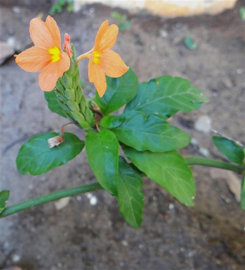 Crossandra infundibuliformis